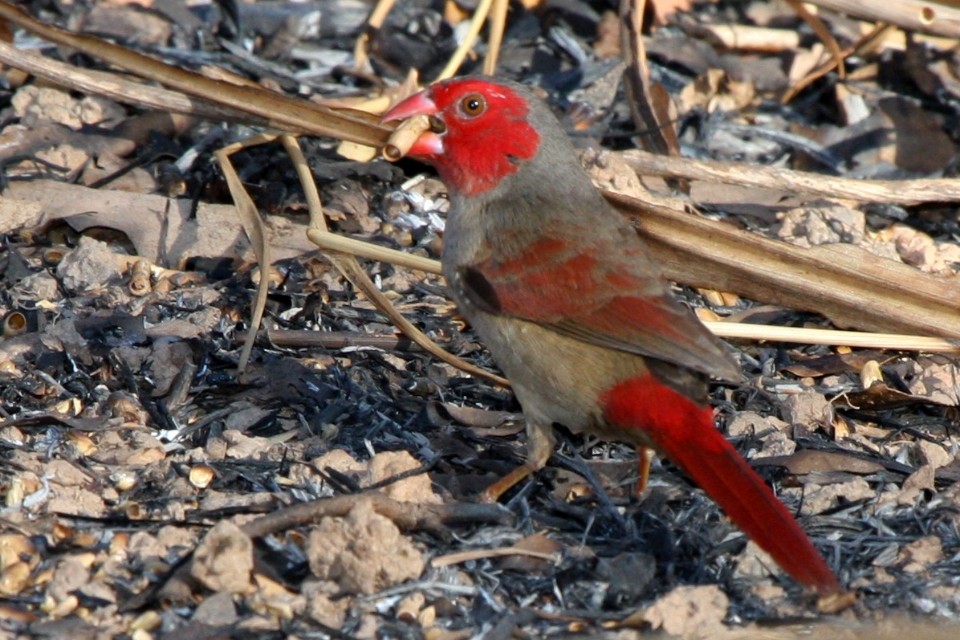 Crimson Finch (Neochmia phaeton)